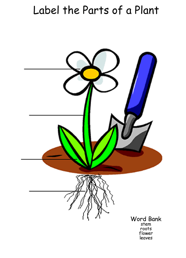 Free Plant Flower Biology Graphics