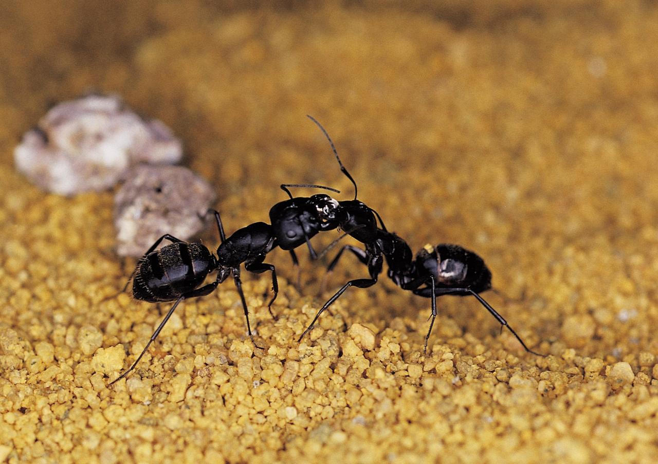 How To Kill Ants