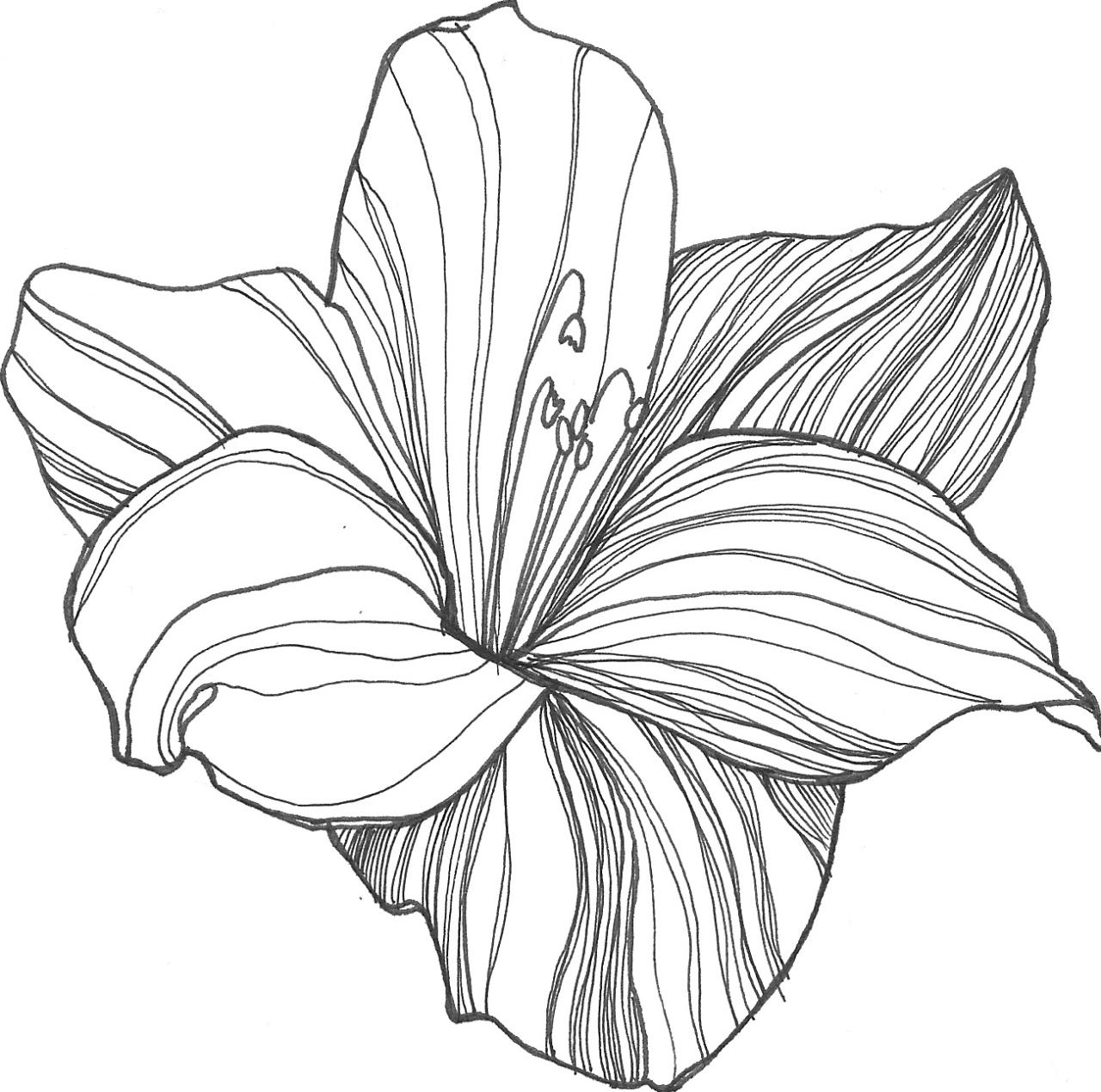 Free Drawing Flower Graphics