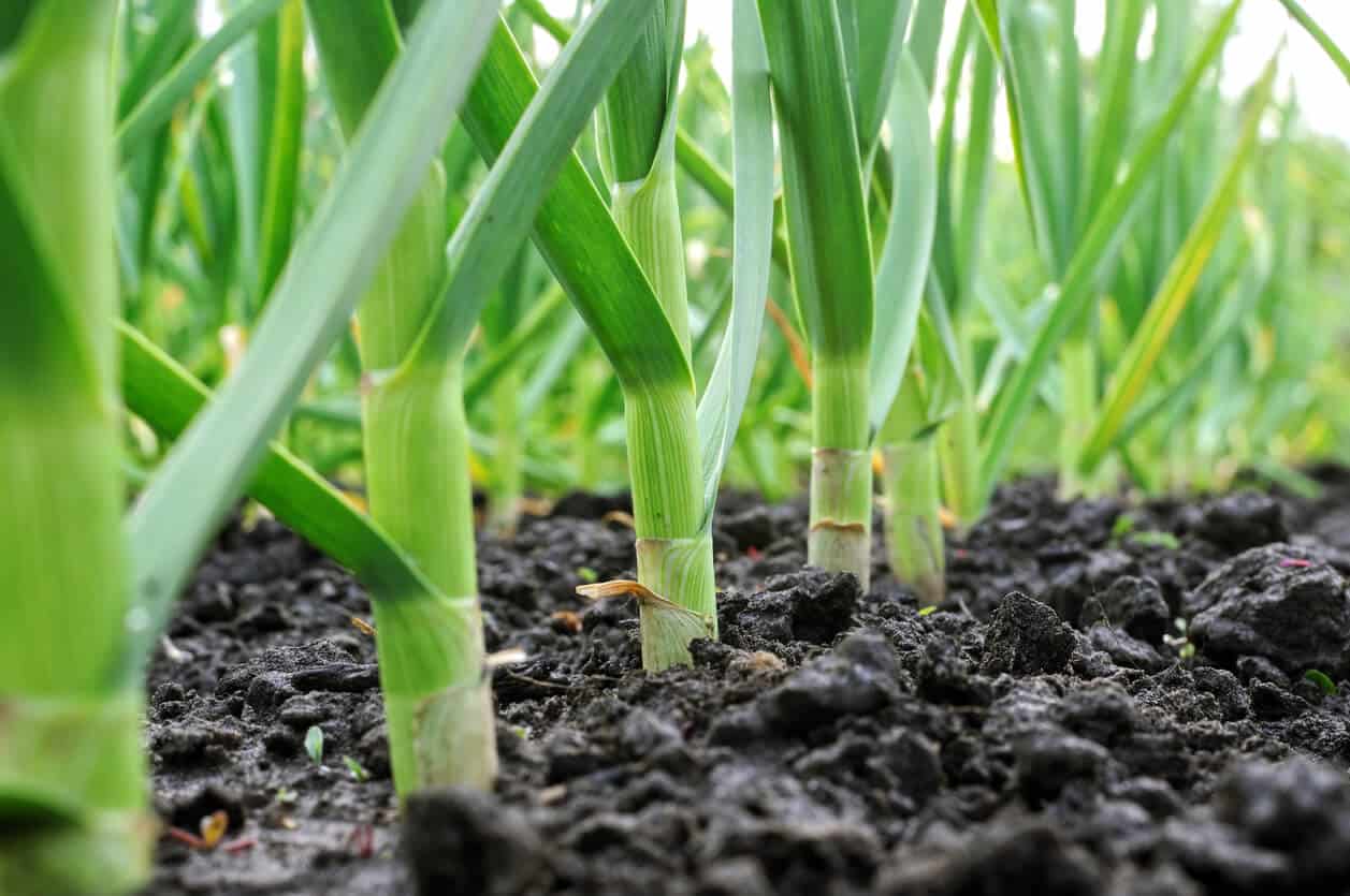 How To Grow Garlic