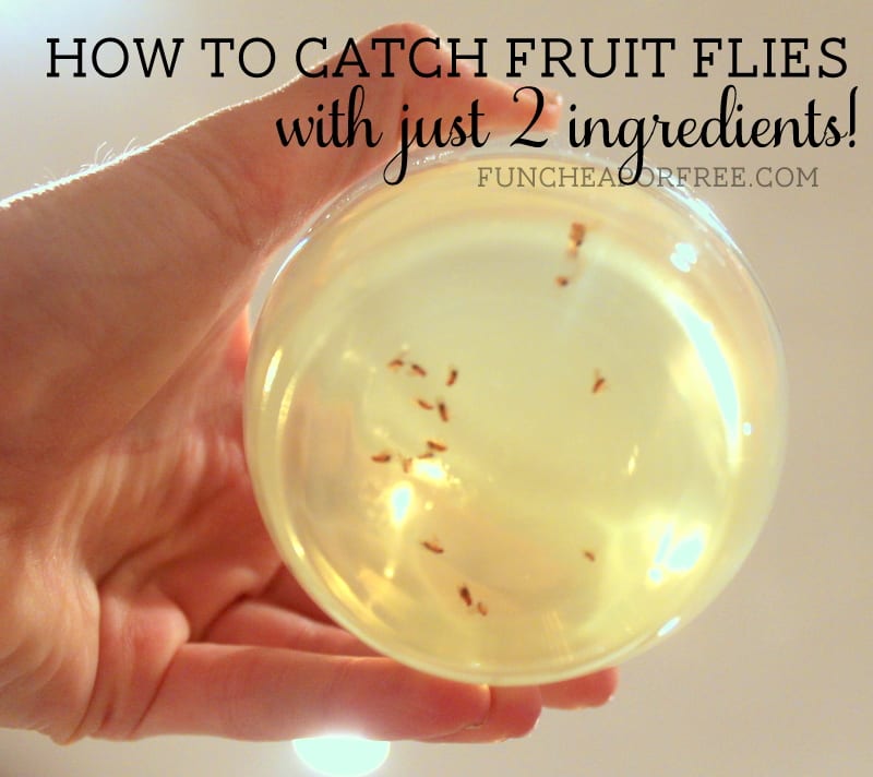 How To Catch Fruit Flies