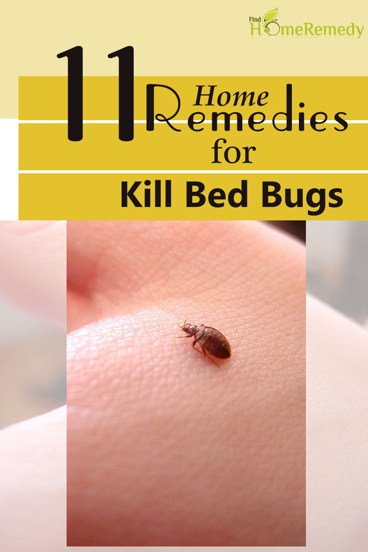 How To Kill Bed Bugs