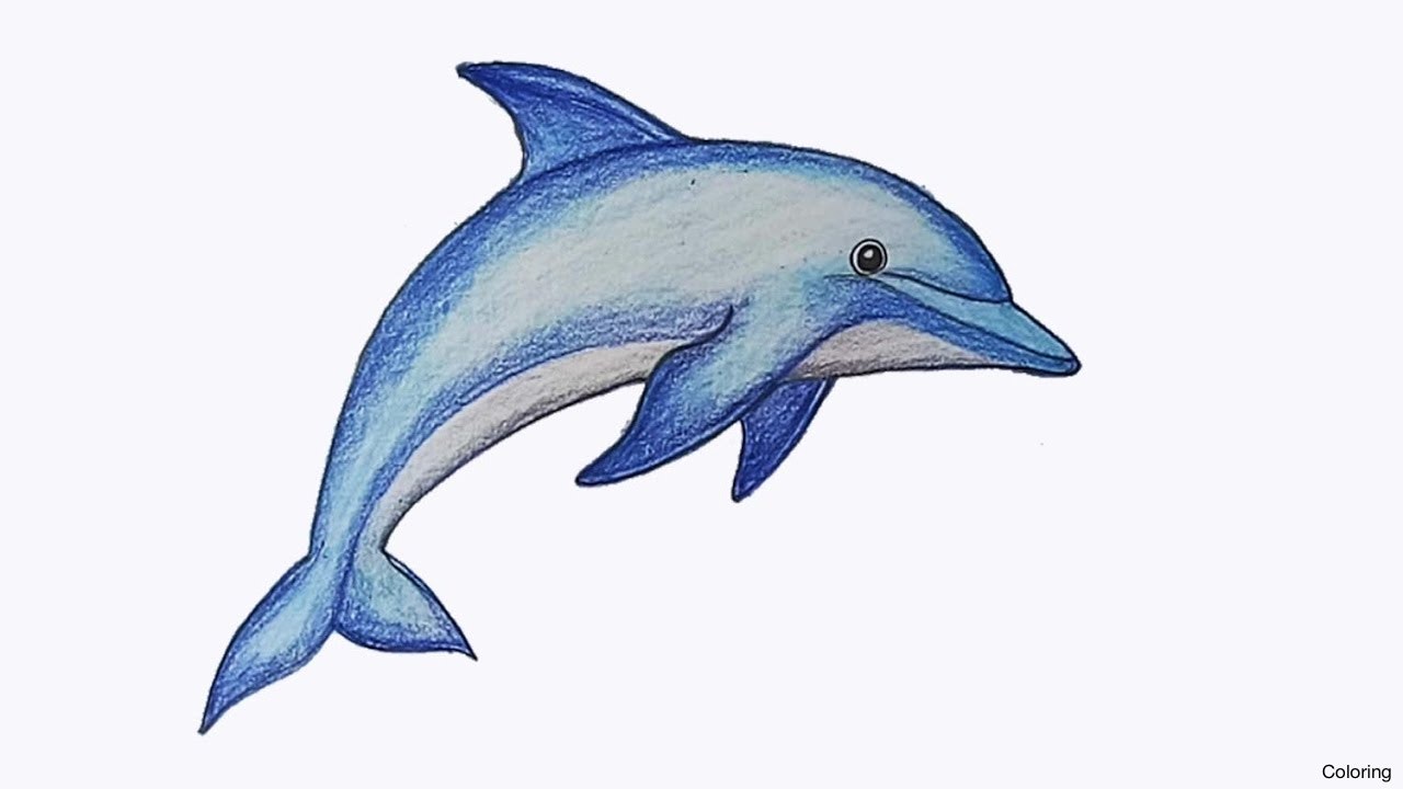 How To Draw A Dolphin