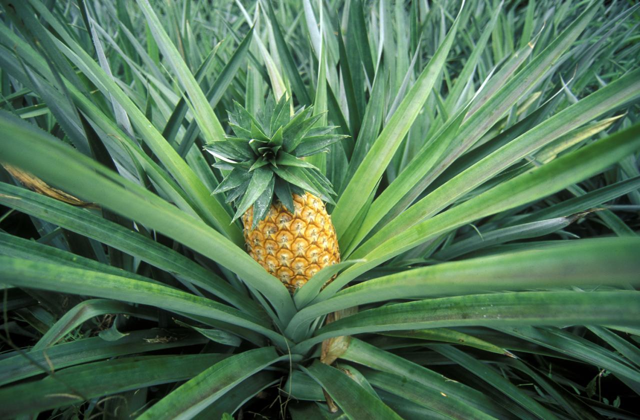 How To Grow A Pineapple