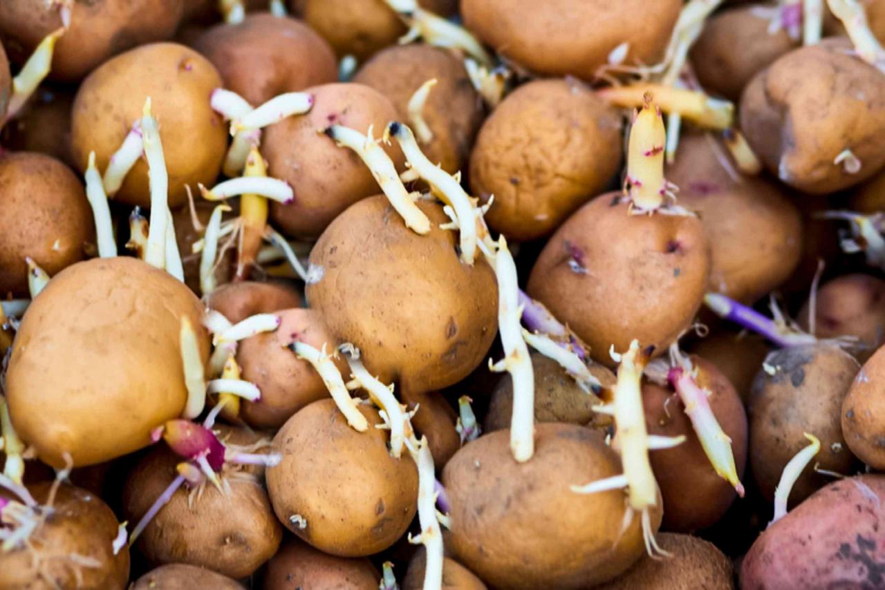 How To Plant Potatoes