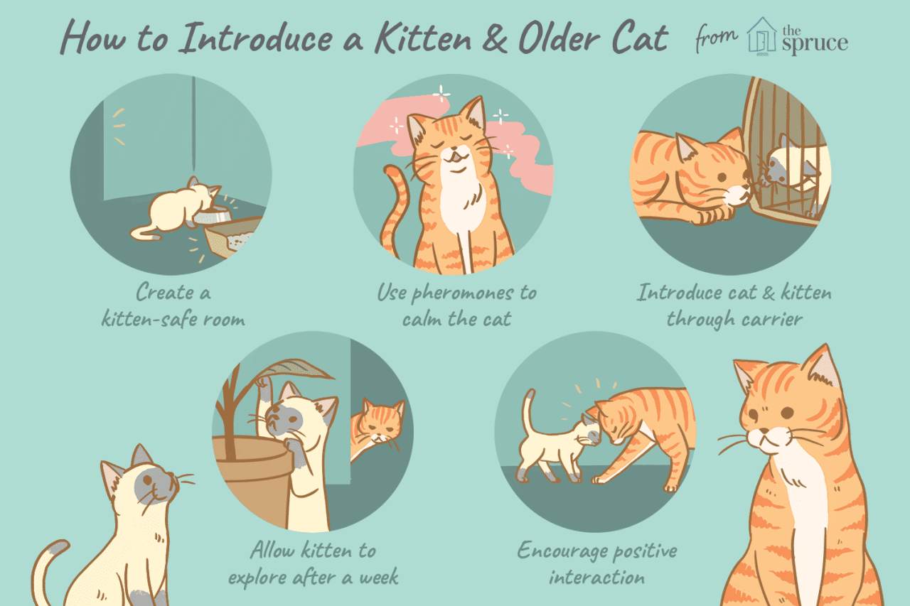 How To Introduce Cats