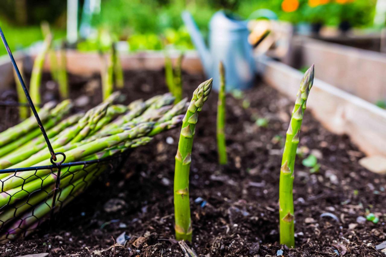 How To Grow Asparagus