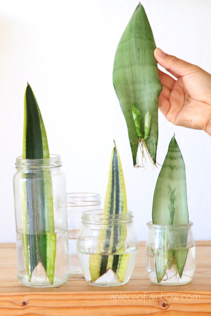 How To Propagate Snake Plant