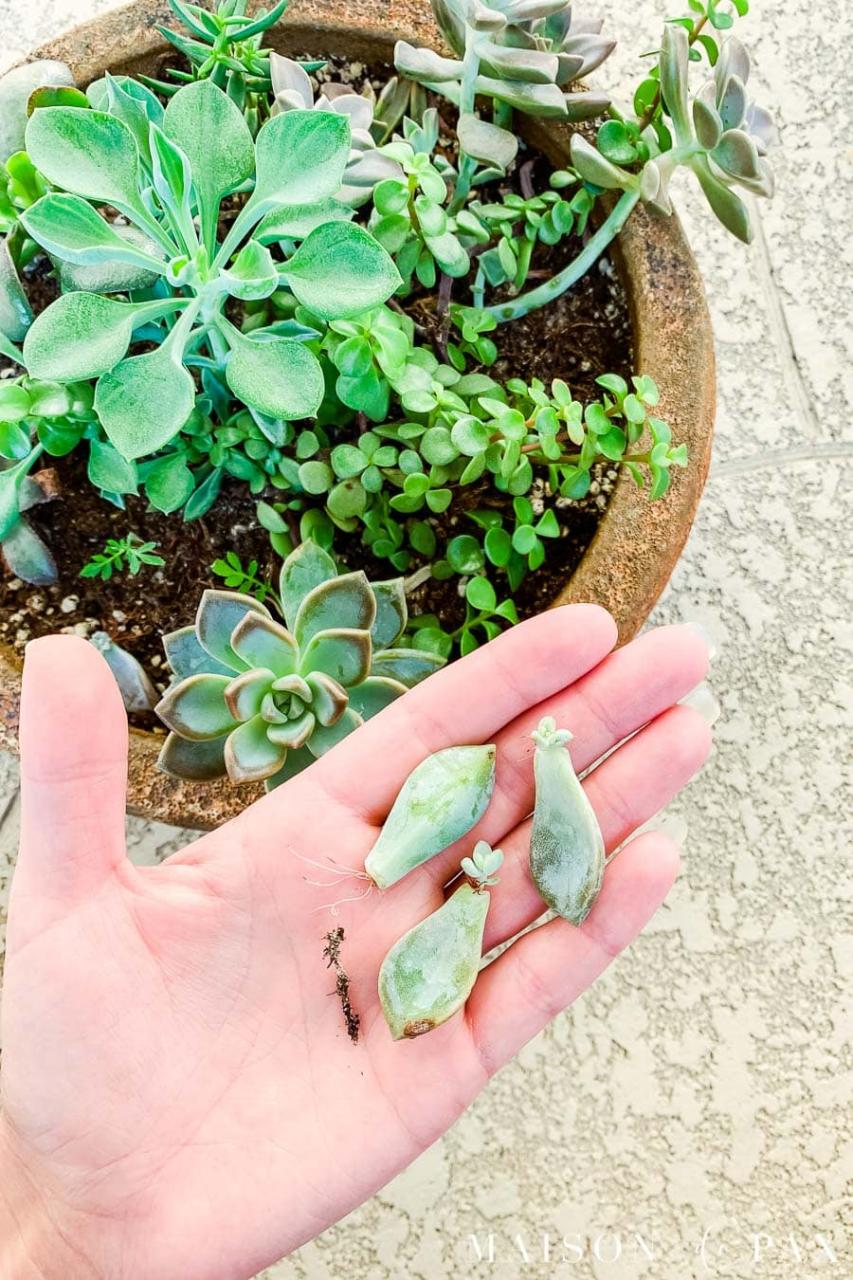 How To Propagate Succulents