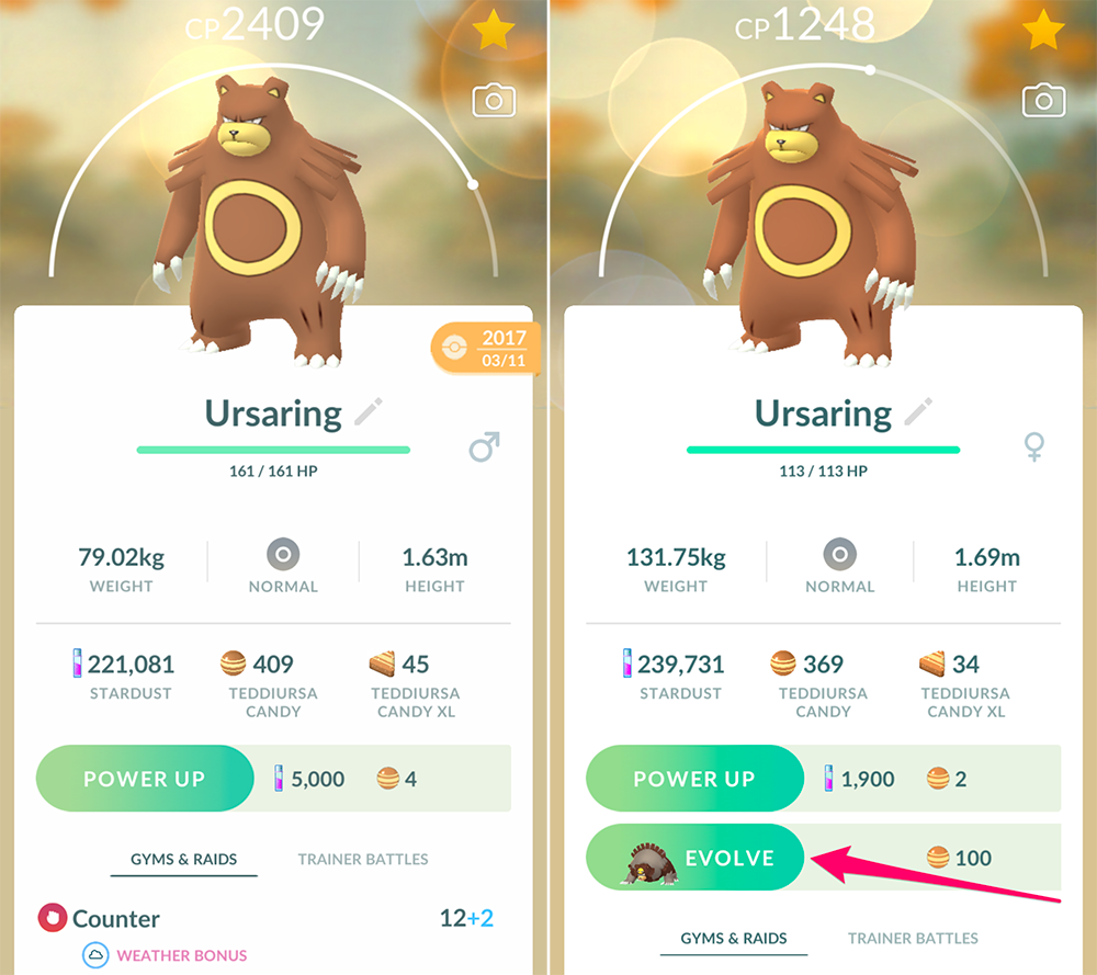 How To Evolve Ursaring