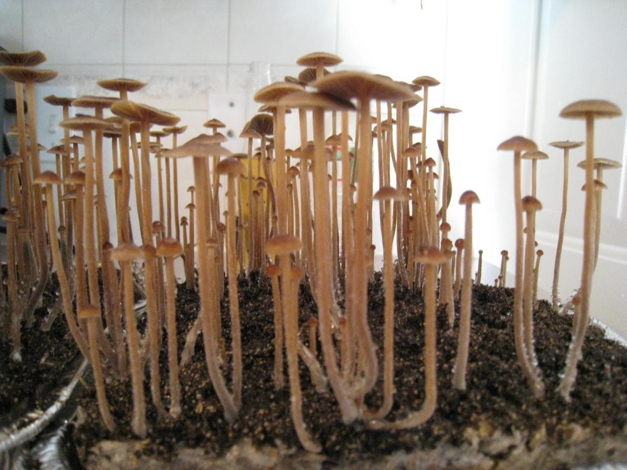 How To Grow Magic Mushrooms