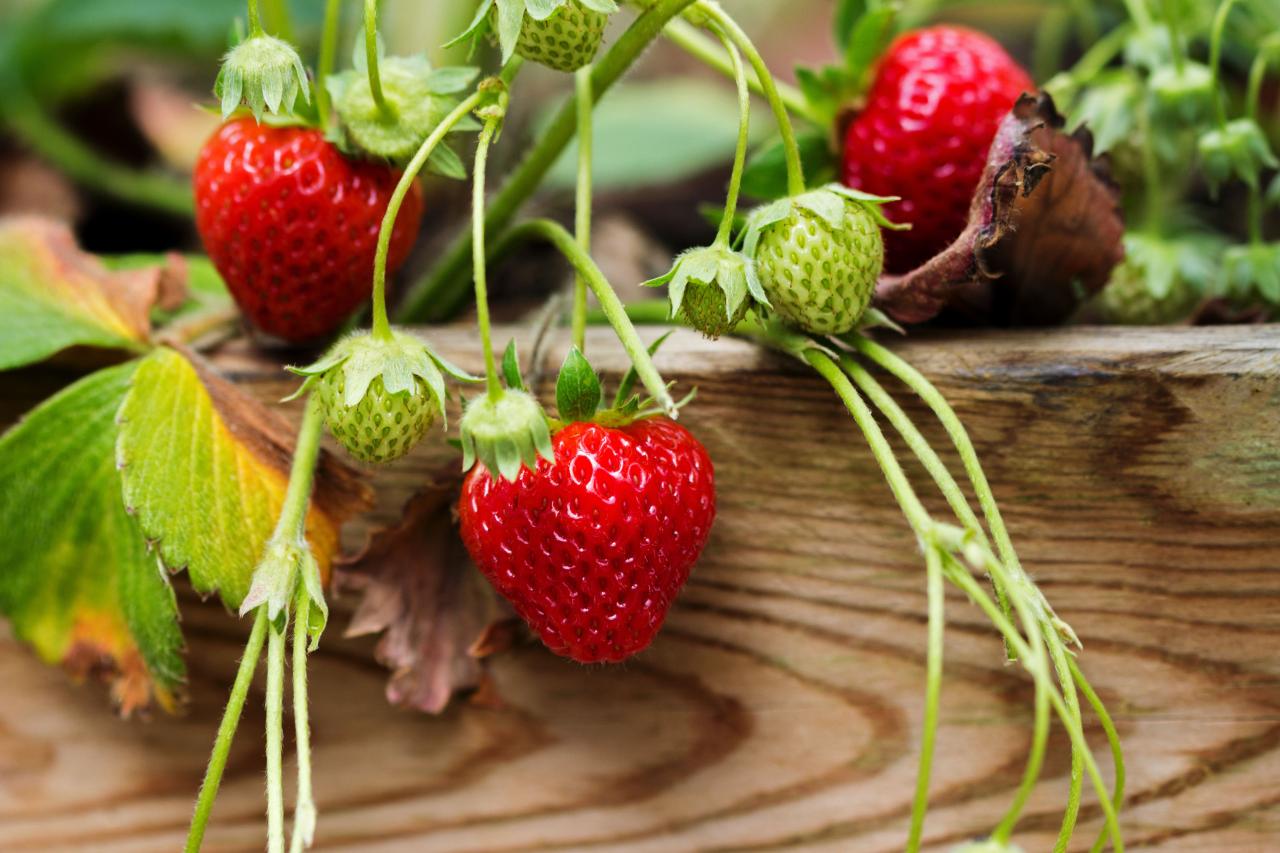 How To Grow Strawberries