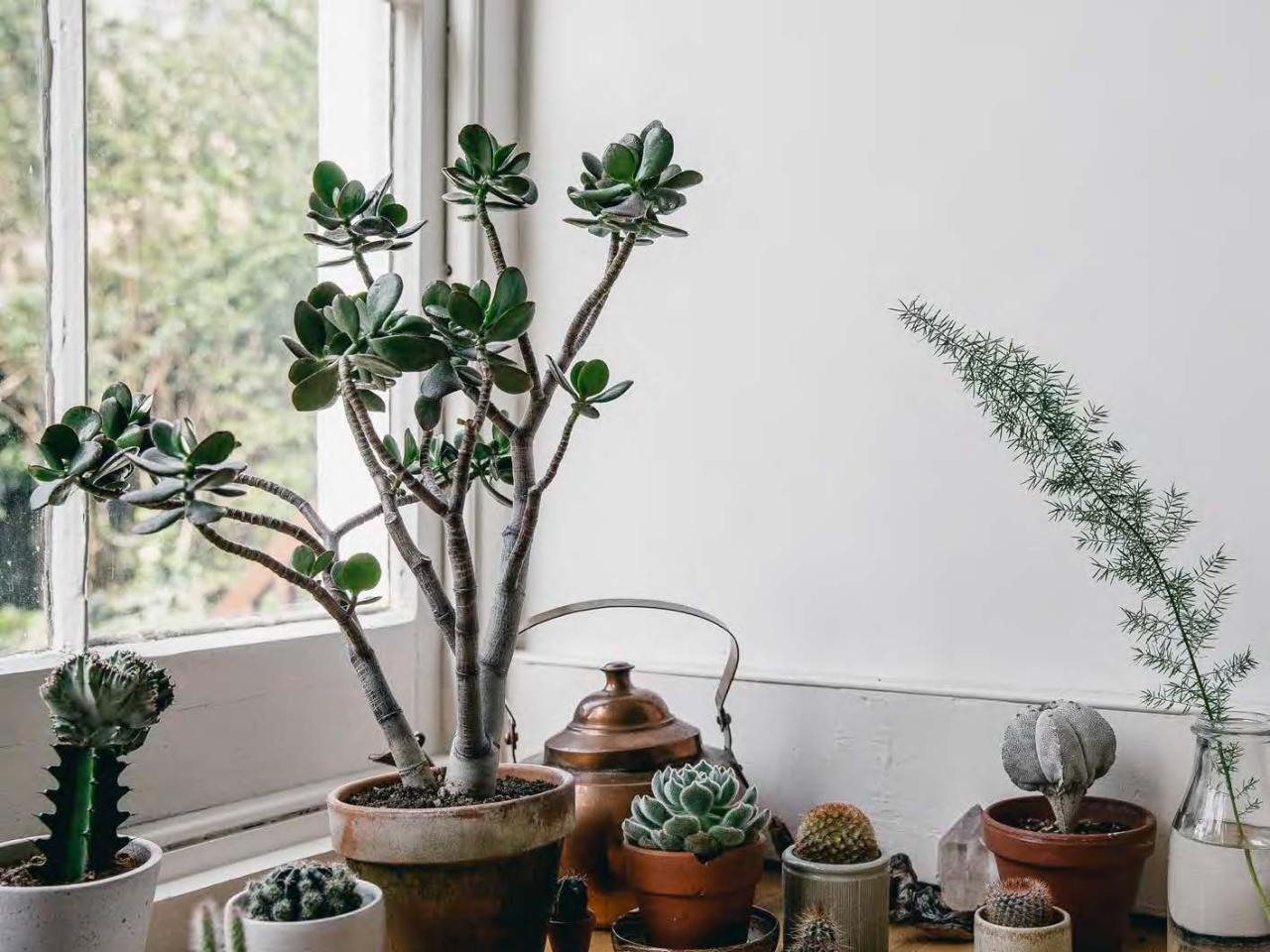 How To Care For Succulents