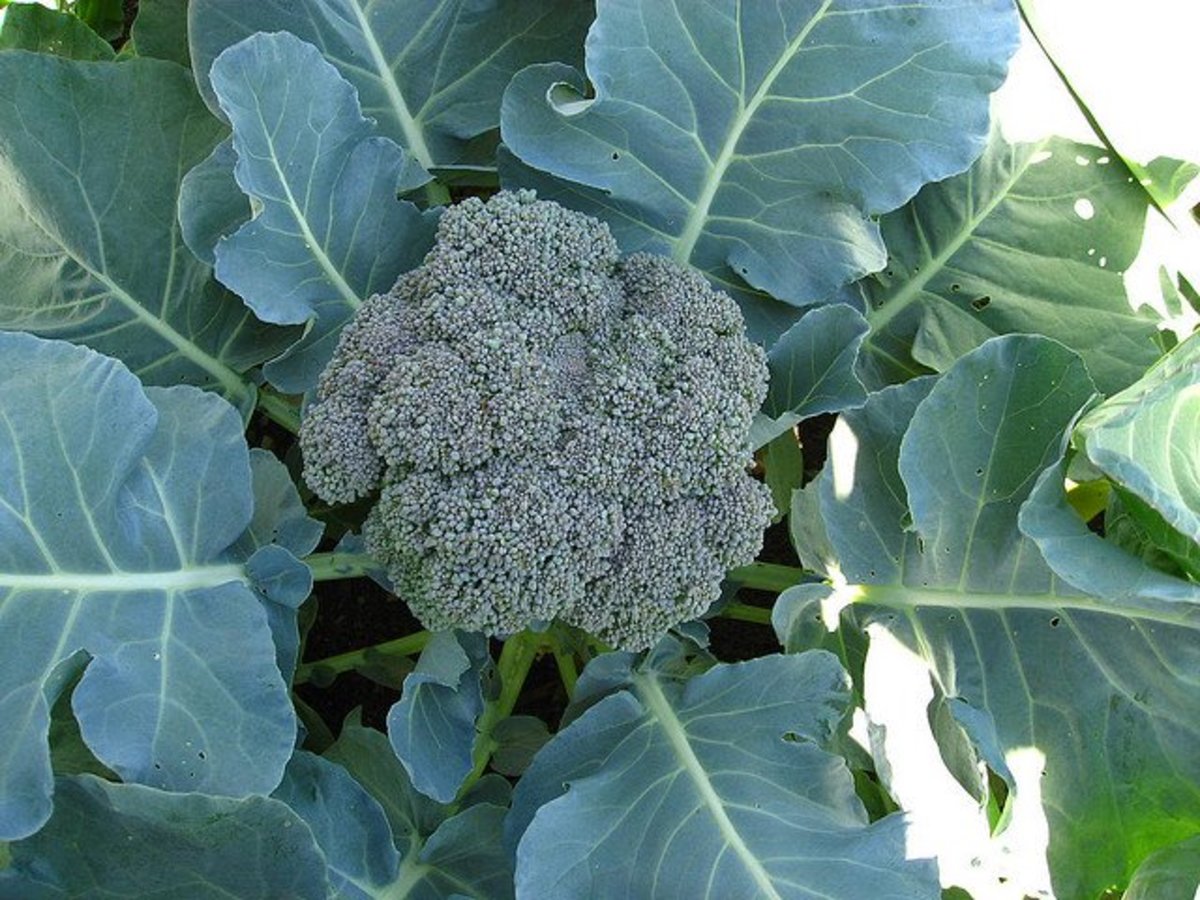 How To Grow Broccoli