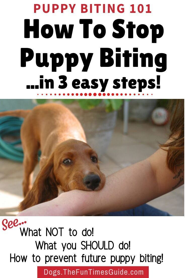 How To Stop Puppy Biting