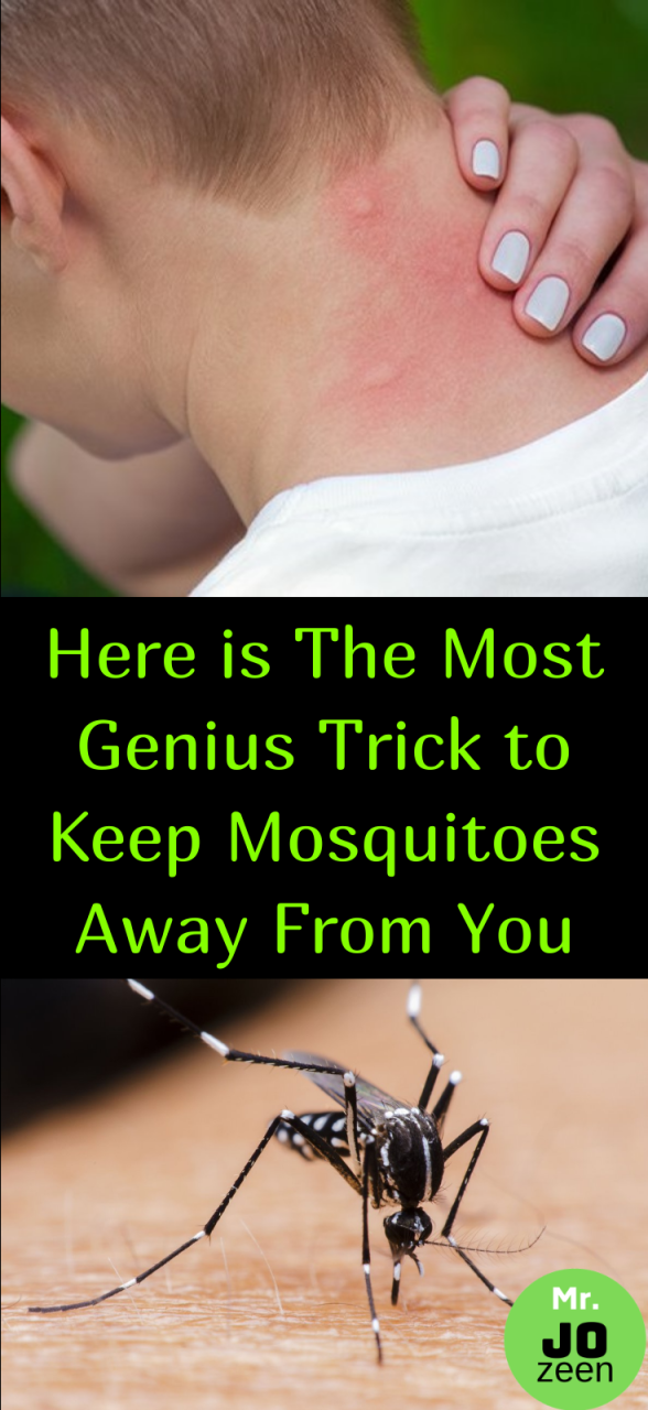 How To Keep Mosquitoes Away