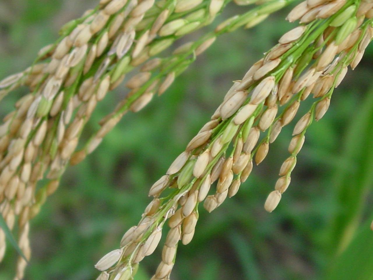 How To Grow Rice