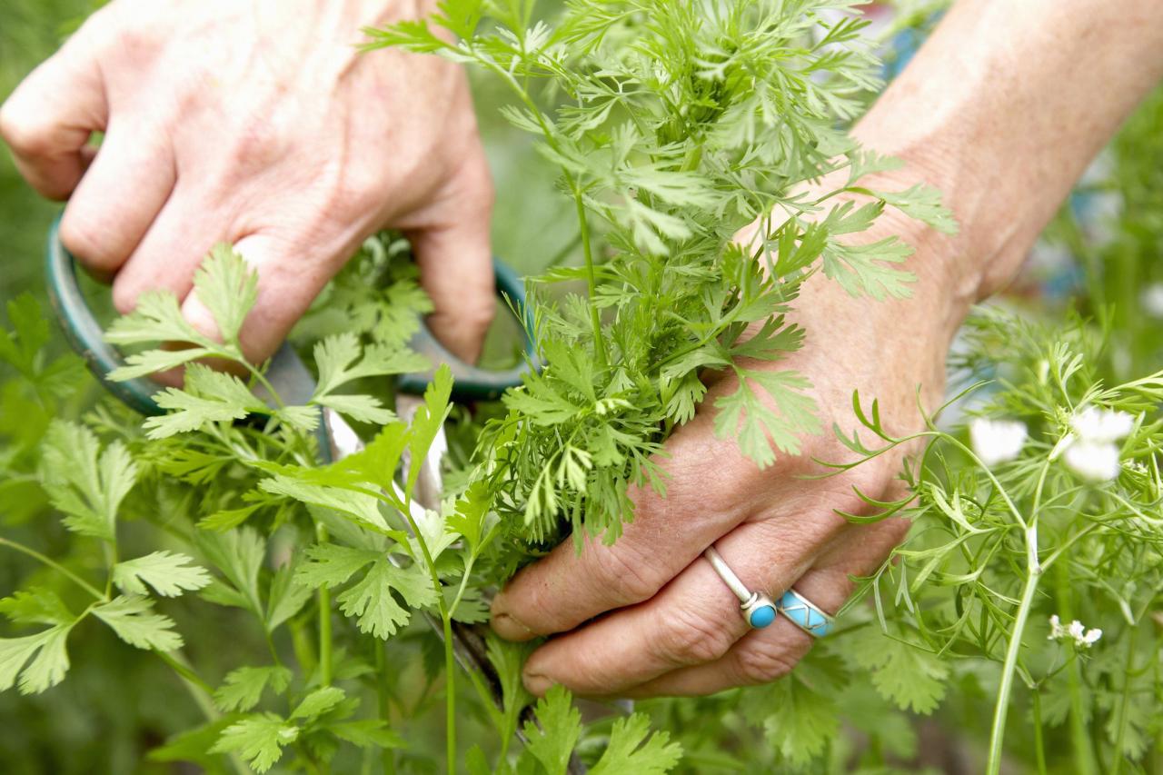 How To Grow Cilantro