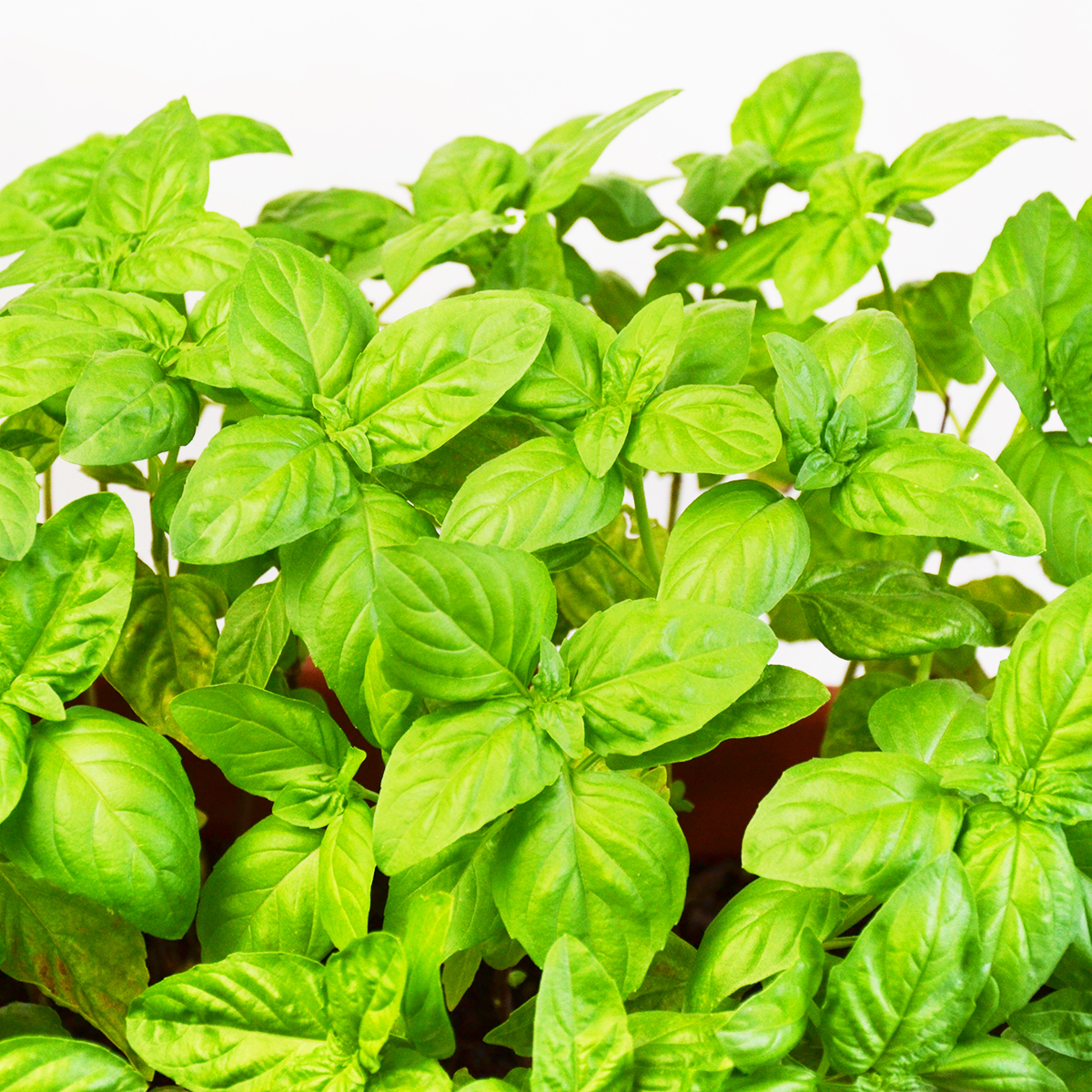 How To Grow Basil