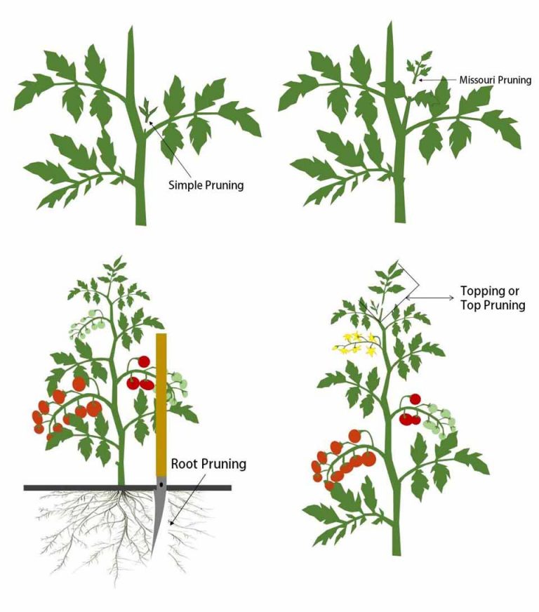 How To Prune Tomato Plants