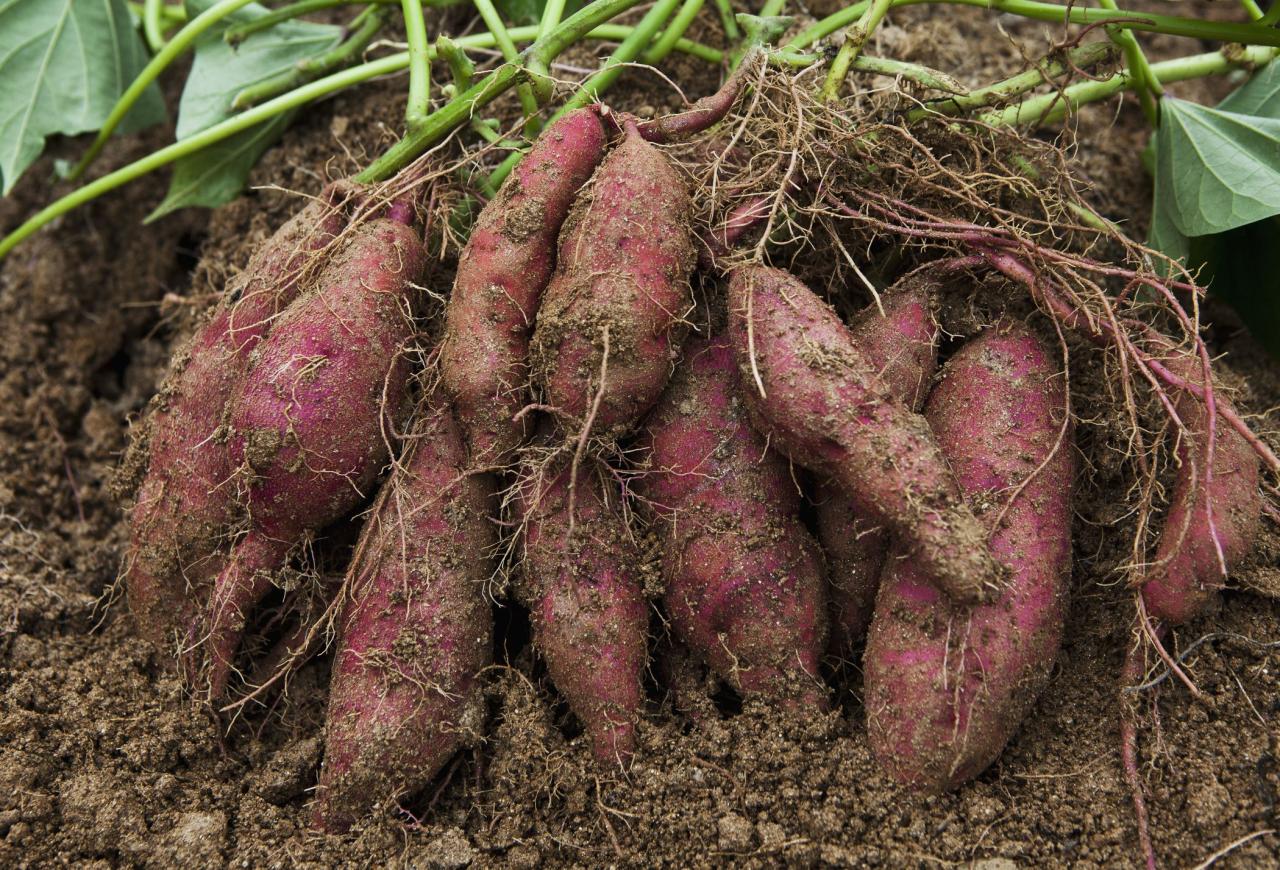 How To Grow Sweet Potatoes