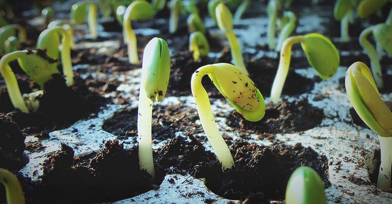 How To Germinate Seeds