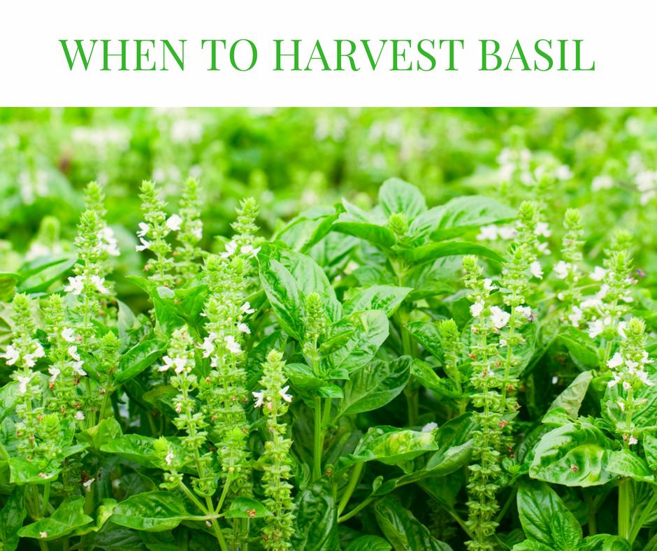 How To Harvest Basil