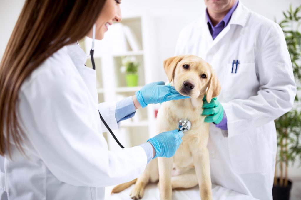 How To Become A Veterinarian