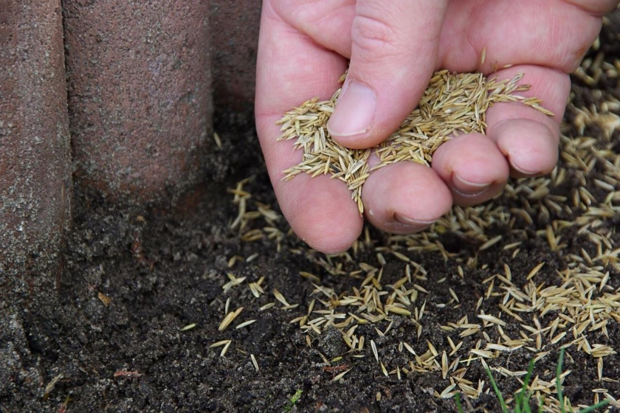 How To Plant Grass Seed