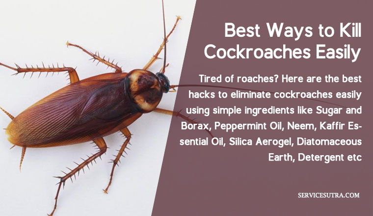 How To Kill Cockroaches