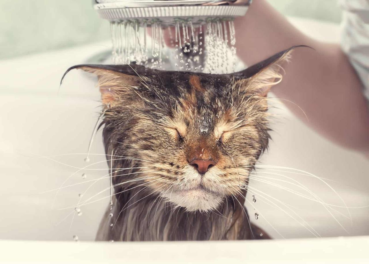 How To Bathe A Cat