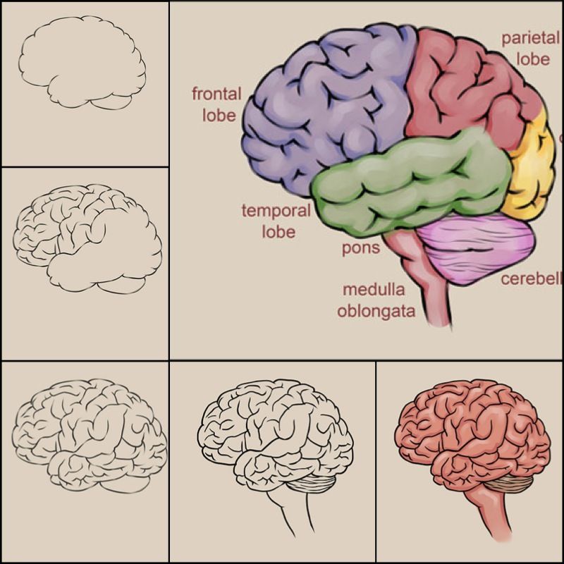 How To Draw A Brain