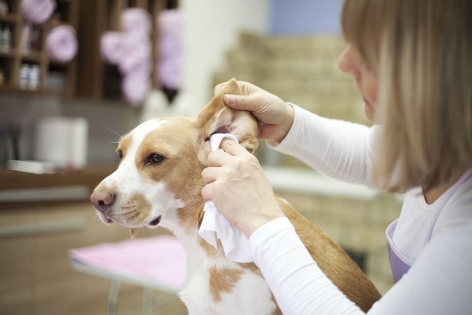 How To Clean Dog Ears