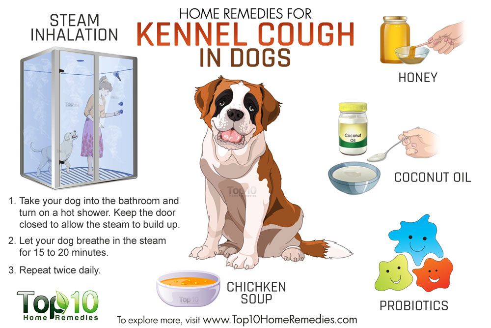 How To Treat Kennel Cough