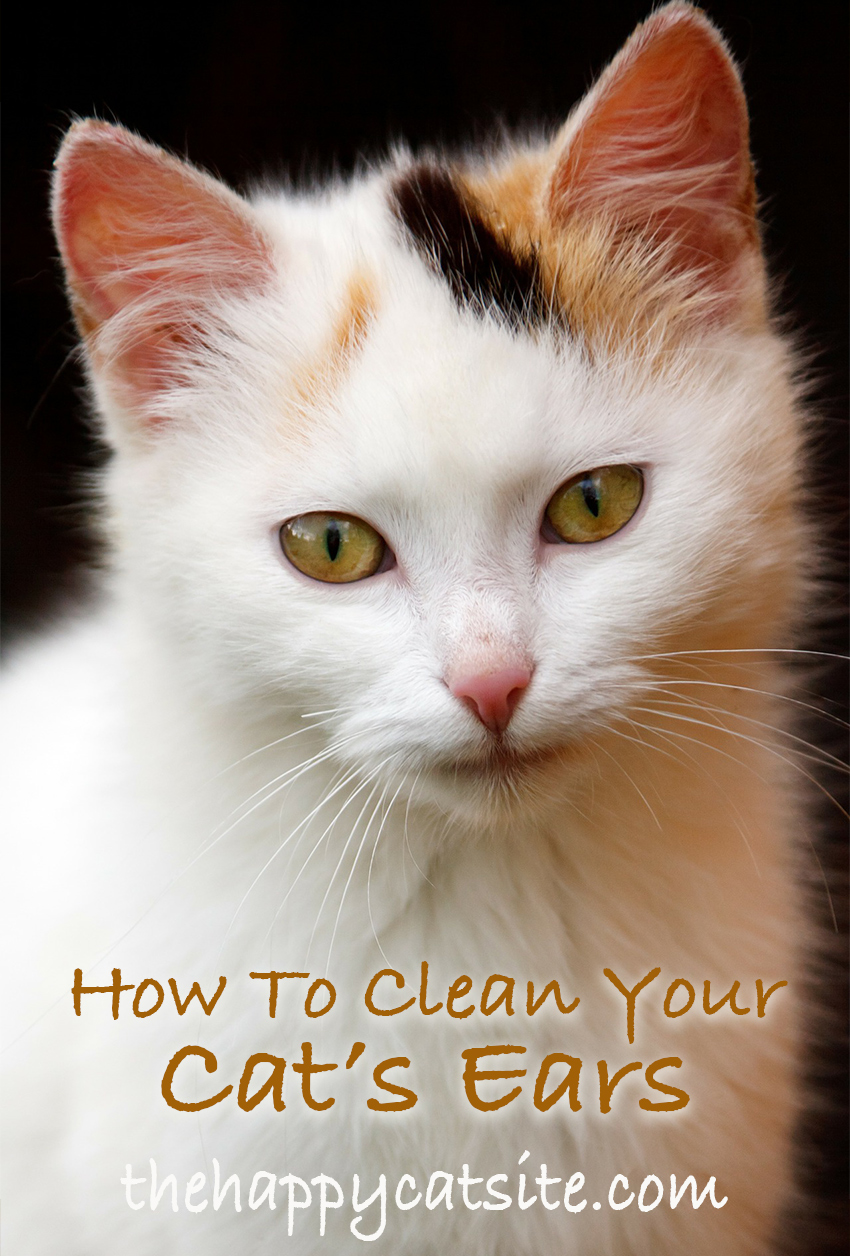 How To Clean Cats Ears