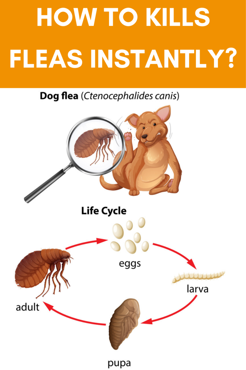 How To Kill Fleas