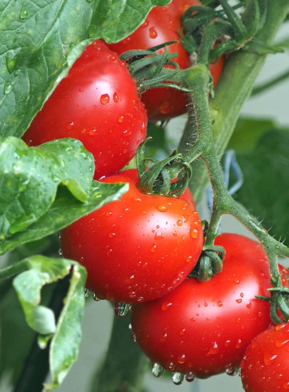 How To Grow Tomatoes