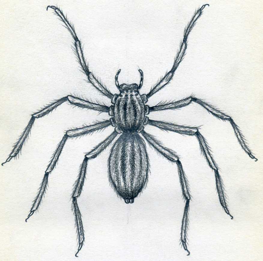 How To Draw A Spider