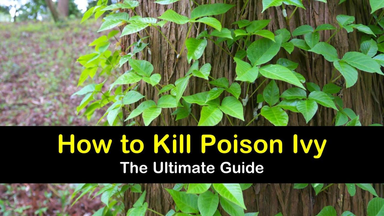 How To Kill Poison Ivy