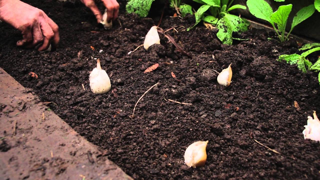 How To Plant Garlic