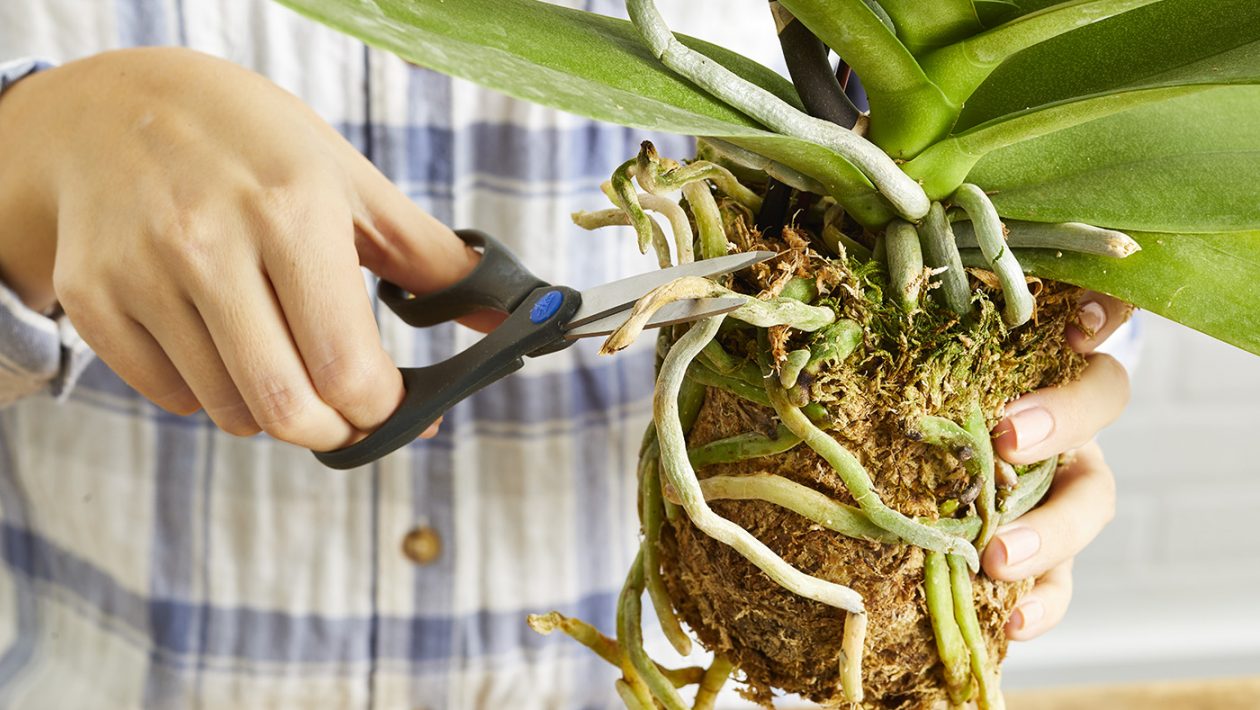 How To Repot An Orchid