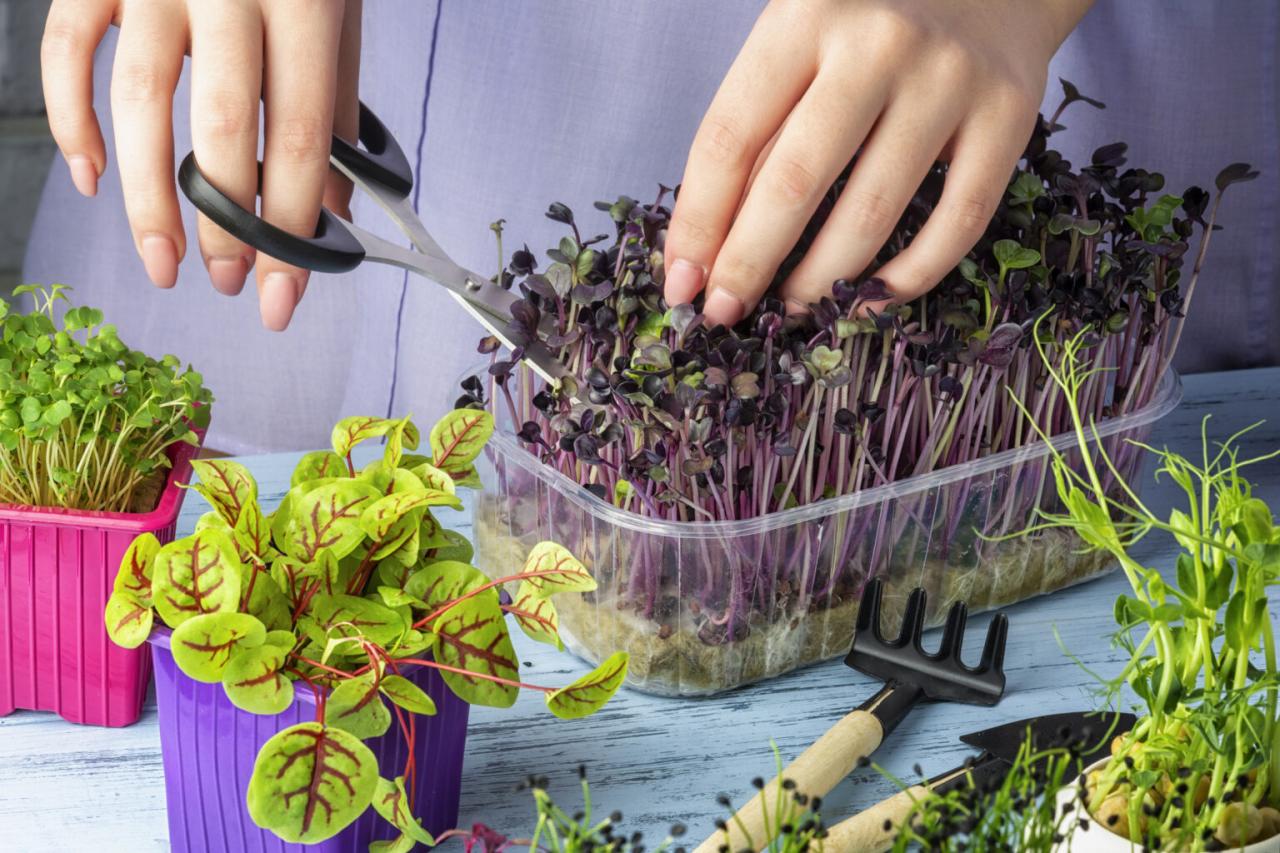 How To Grow Microgreens