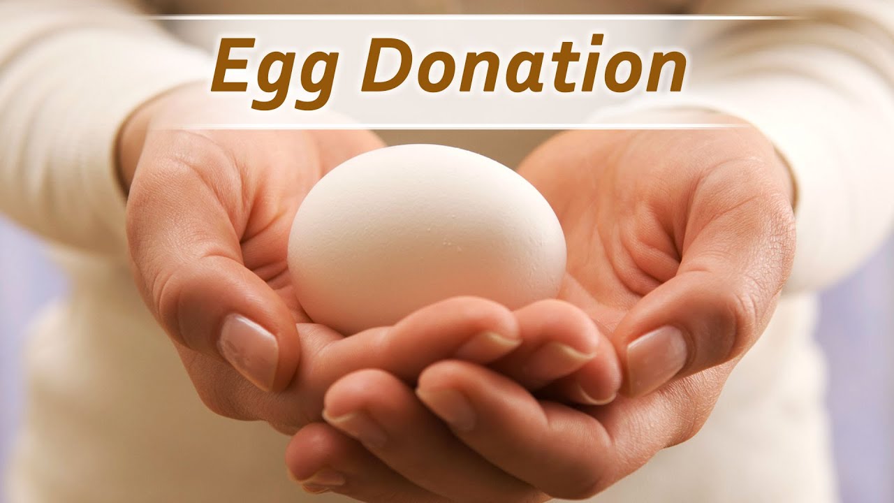 How To Donate Eggs