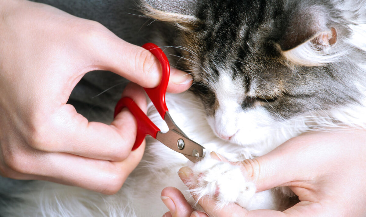 How To Cut Cat Nails