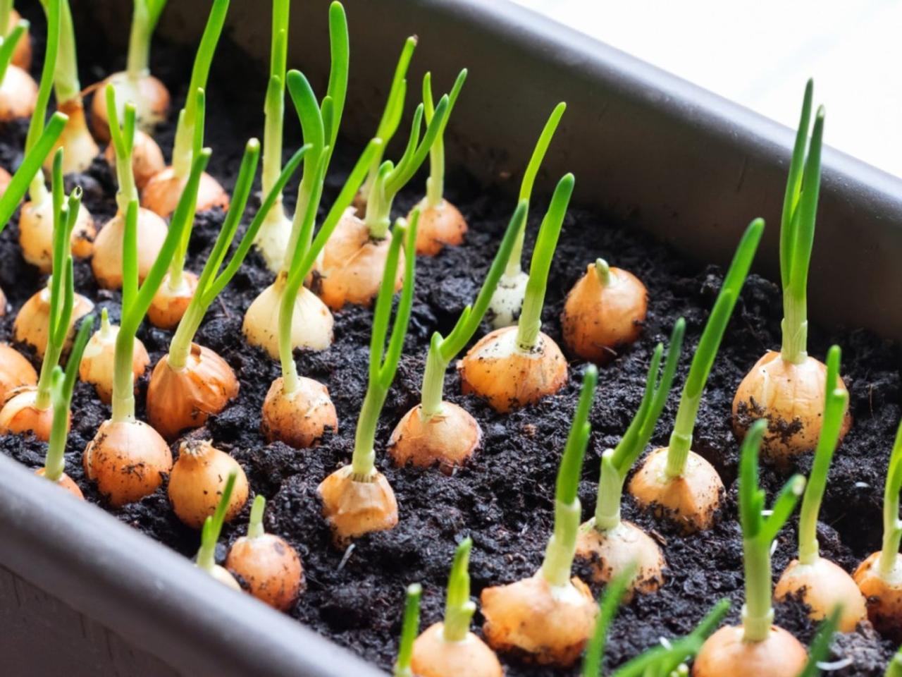 How To Grow Onions