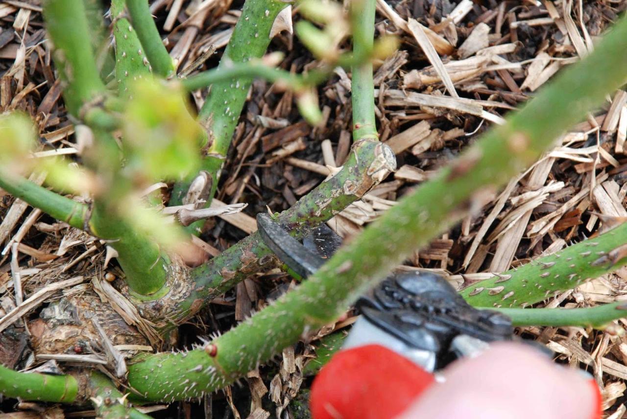 How To Prune Roses