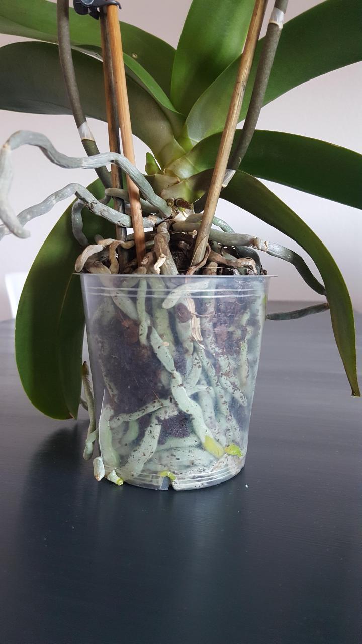 How To Repot Orchids